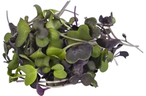 Sango cress 50gr